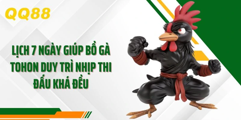 Lịch 7 ngày giúp bồ gà tohon duy trì nhịp thi đấu khá đều
